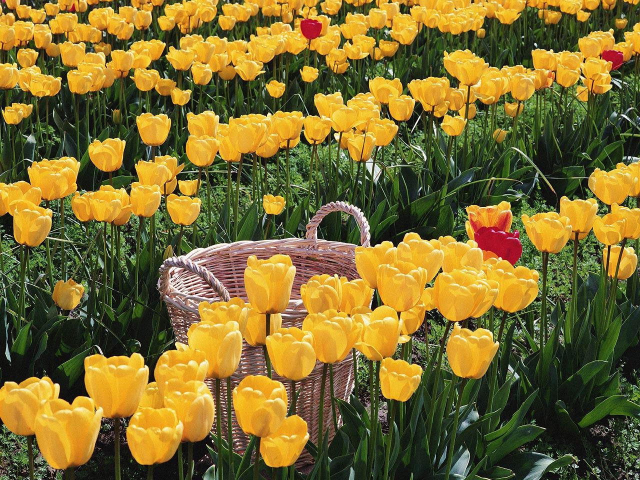 обои Ряды желтых тюльпанов фото