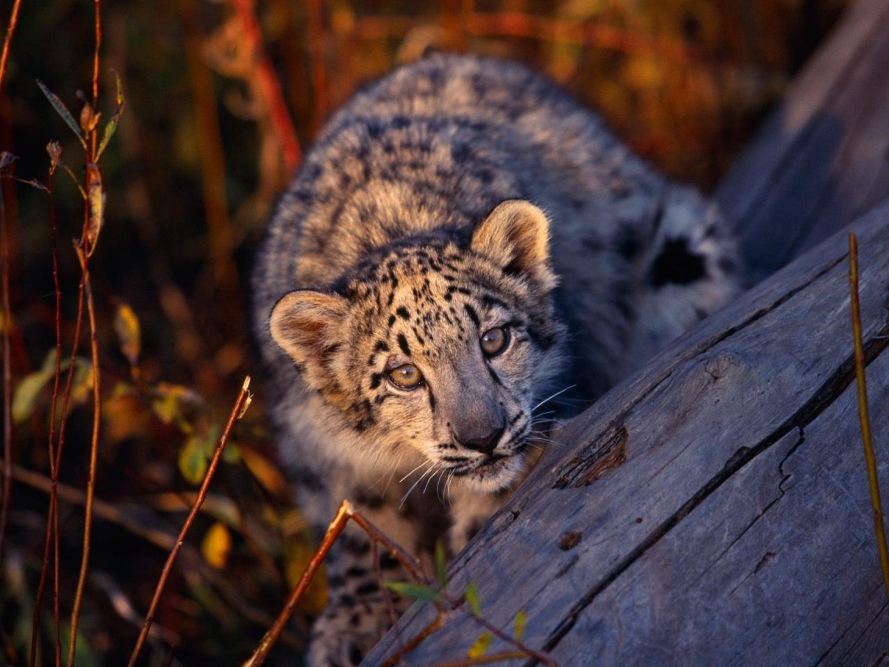 обои Leopard Cub фото