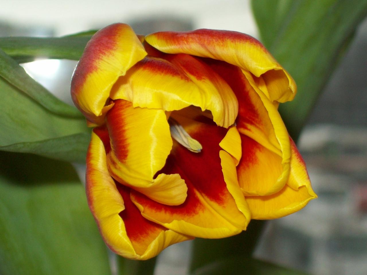 обои Тюльпан фото