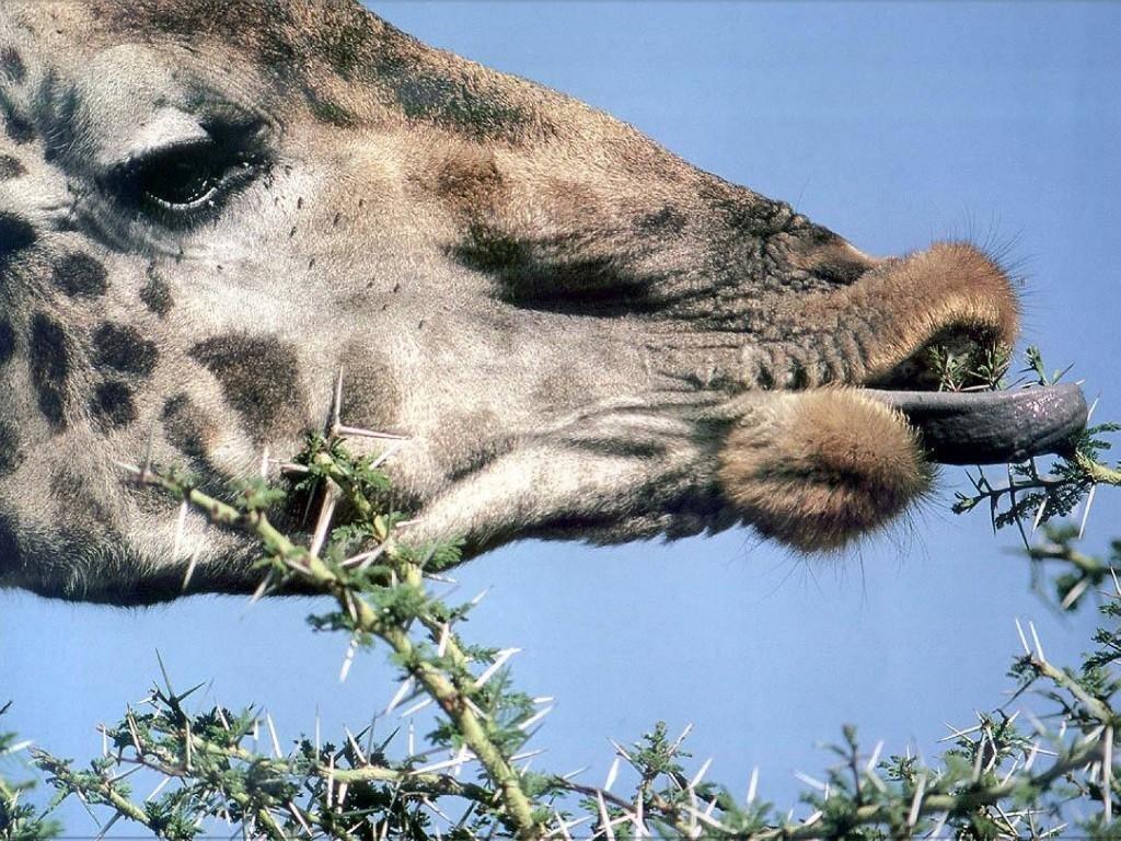 обои Жираф фото
