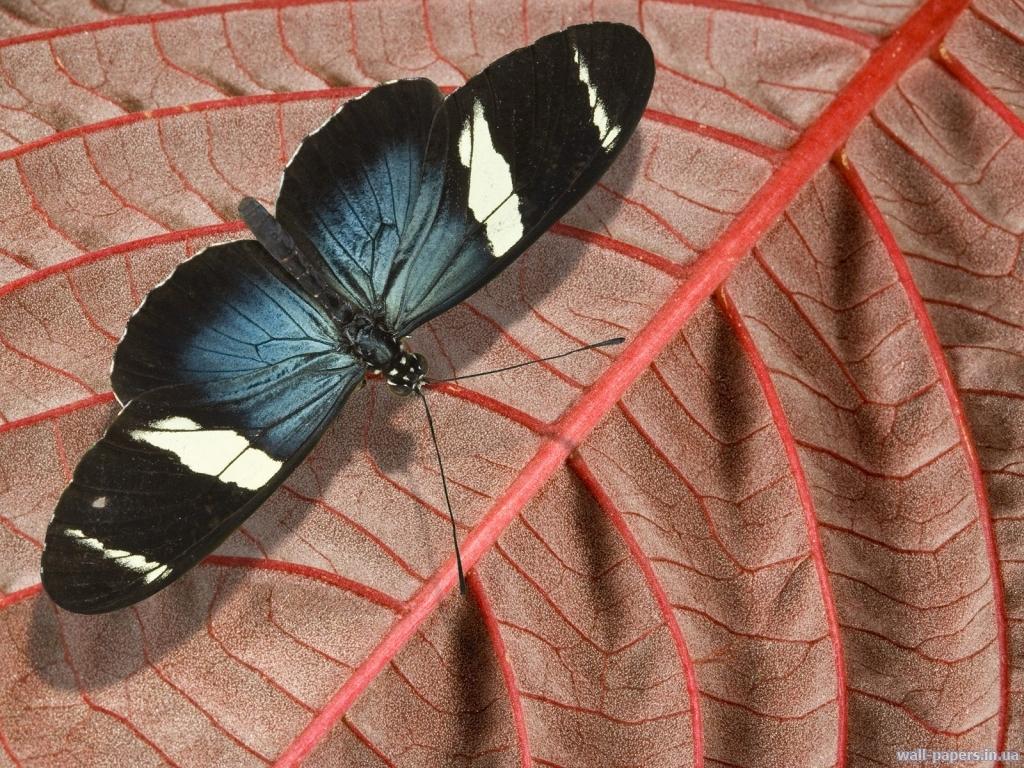 обои Sarah Longwing фото