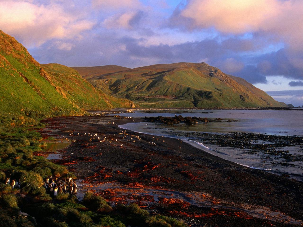 обои Sandy Bay at Dawn, Macquarie Island, Antarctica фото