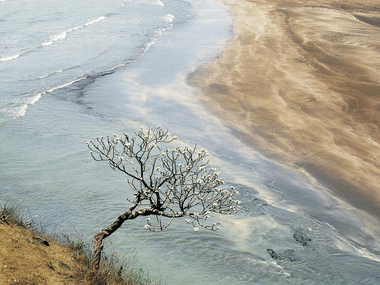 обои Champak Tree, Maharashtra, India фото