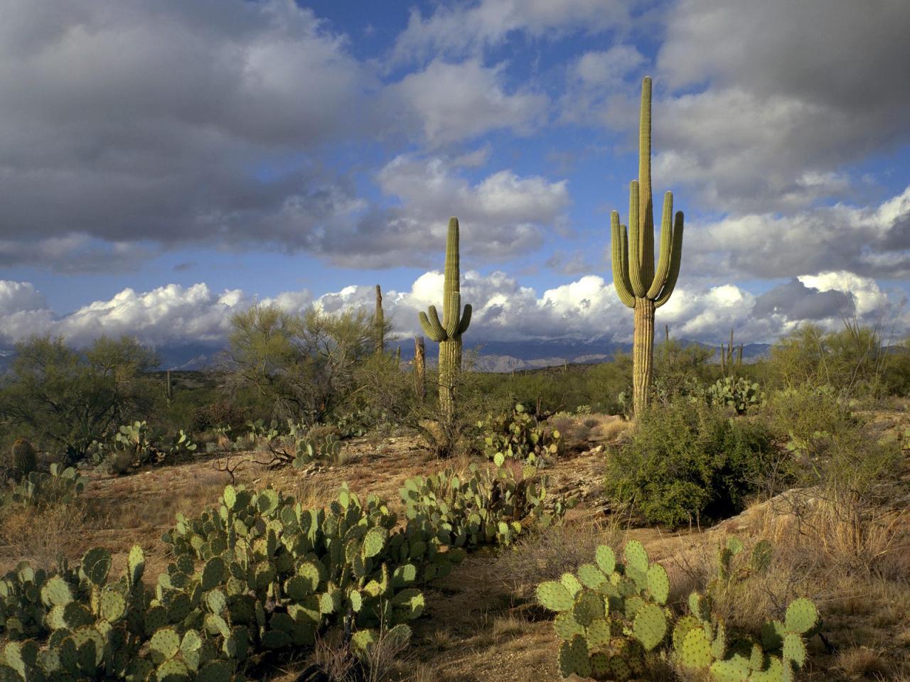 обои Saguaro National Park, Arizona фото