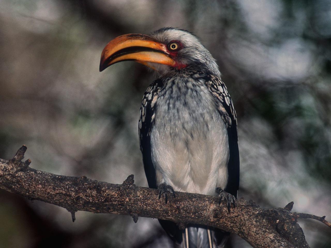 обои Proud Hornbill, Kruger park, South Africa фото