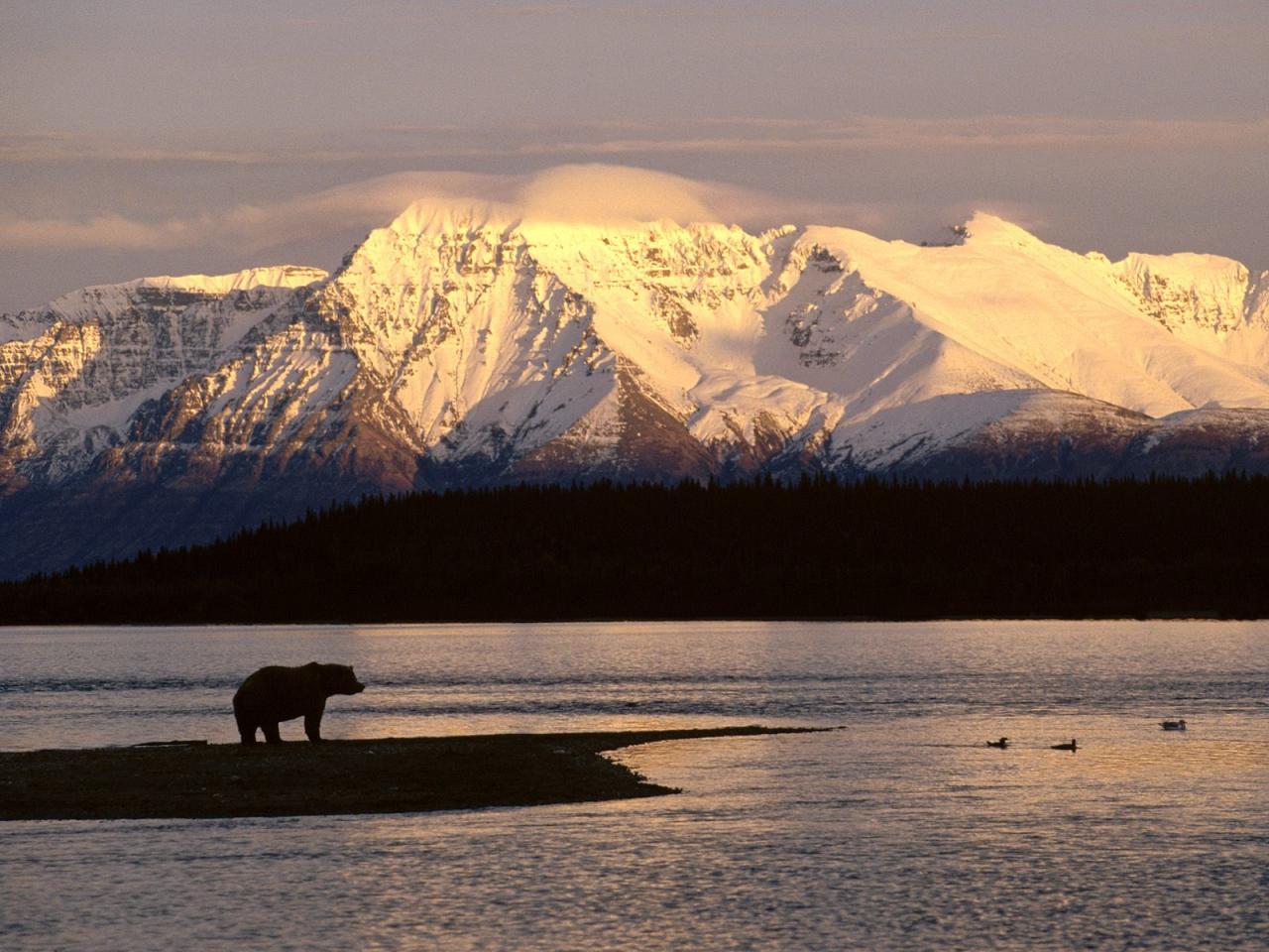 обои Alaskan Brown Bear Silhouetted Against Mount Katolinat, Alaska фото