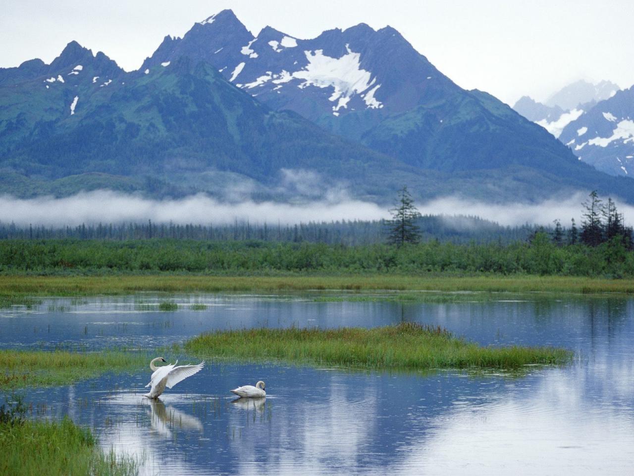 обои Trumpeter Swans, Copper River Delta, Alaska фото