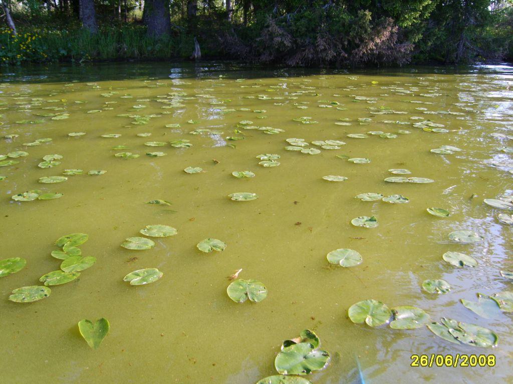 обои Цветущая вода фото