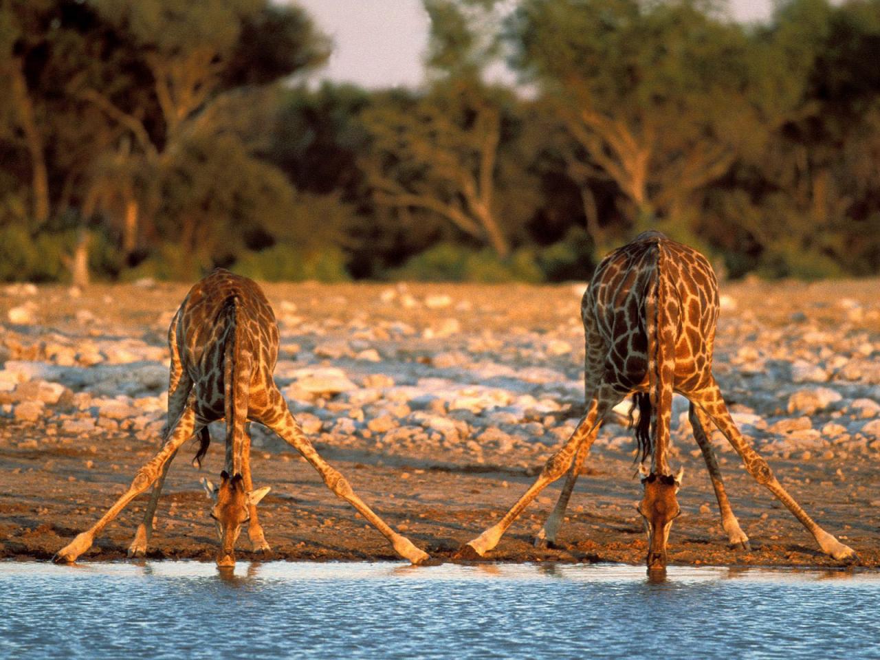 обои Жирафы на водопое фото
