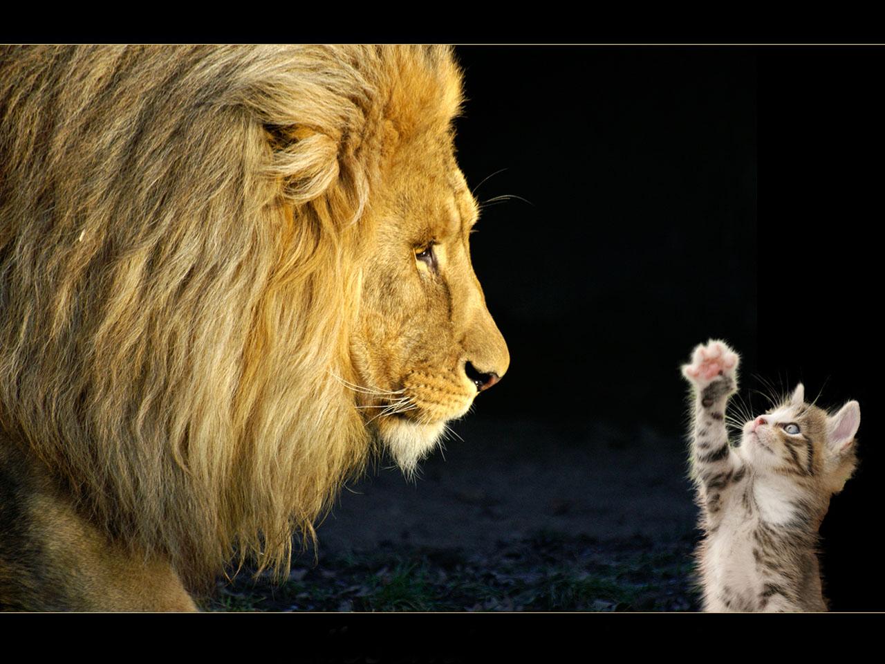 обои Котенок нападает на льва фото