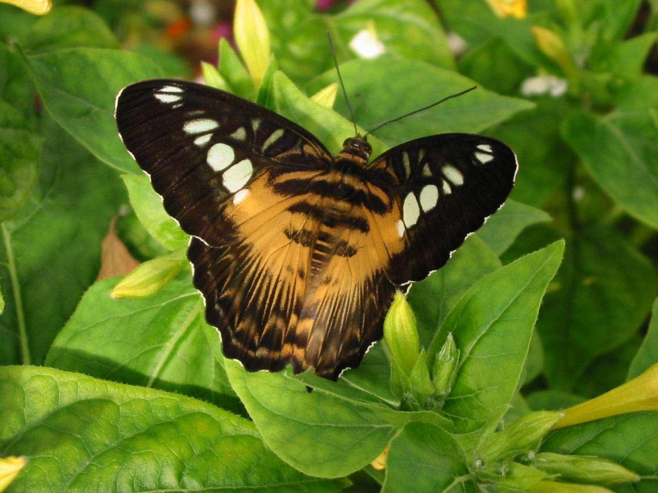 обои Бабочка на листях фото