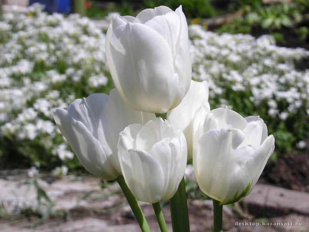 обои Пять белых тюльпанов фото