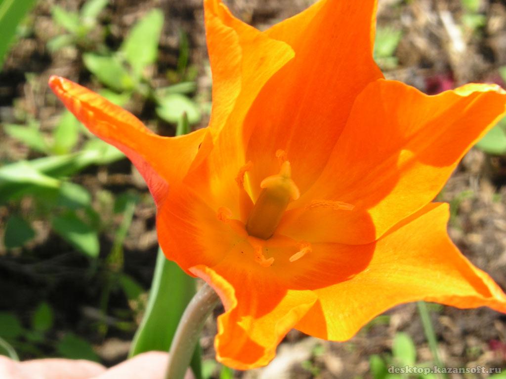 обои Тюльпан оранжевый фото