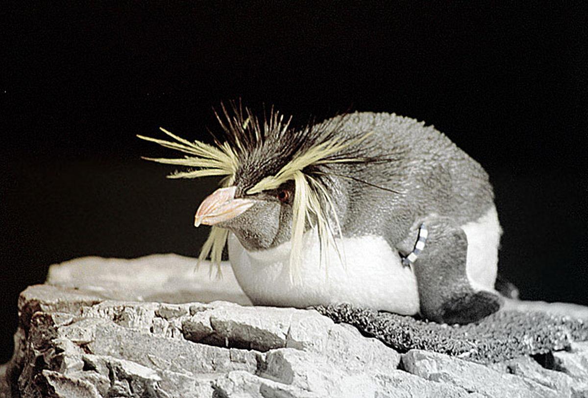 обои Пингвин с длинными волосами фото