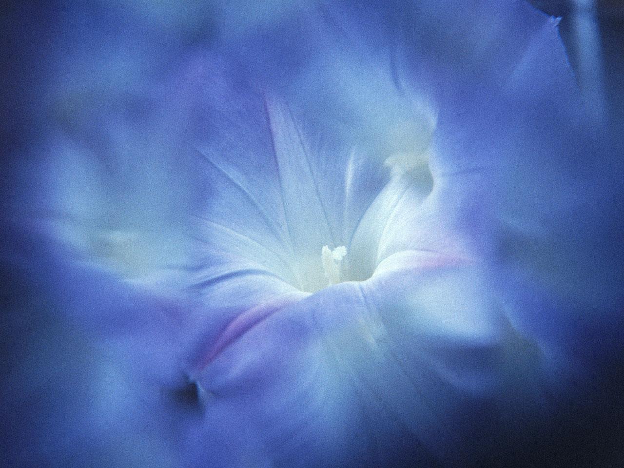 обои Blue flower фото