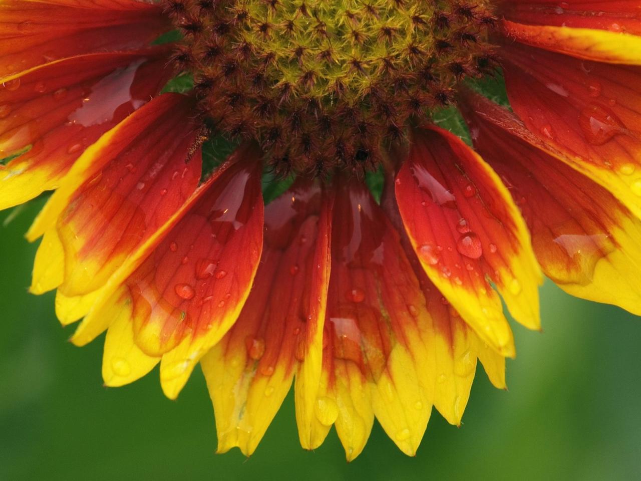 обои Blanket Flower фото