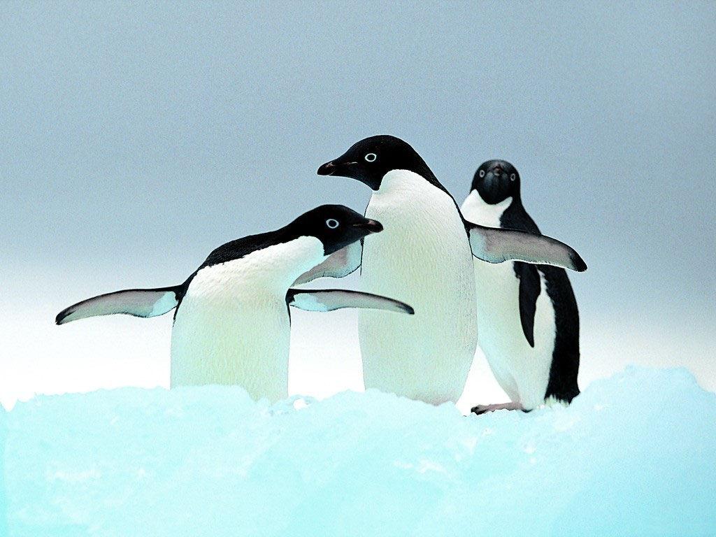 обои Пингвины фото