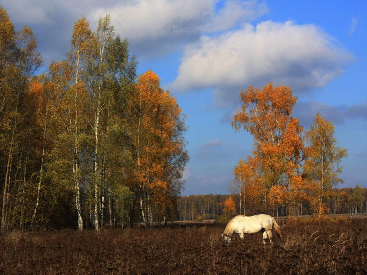 обои Лошадь осенью фото