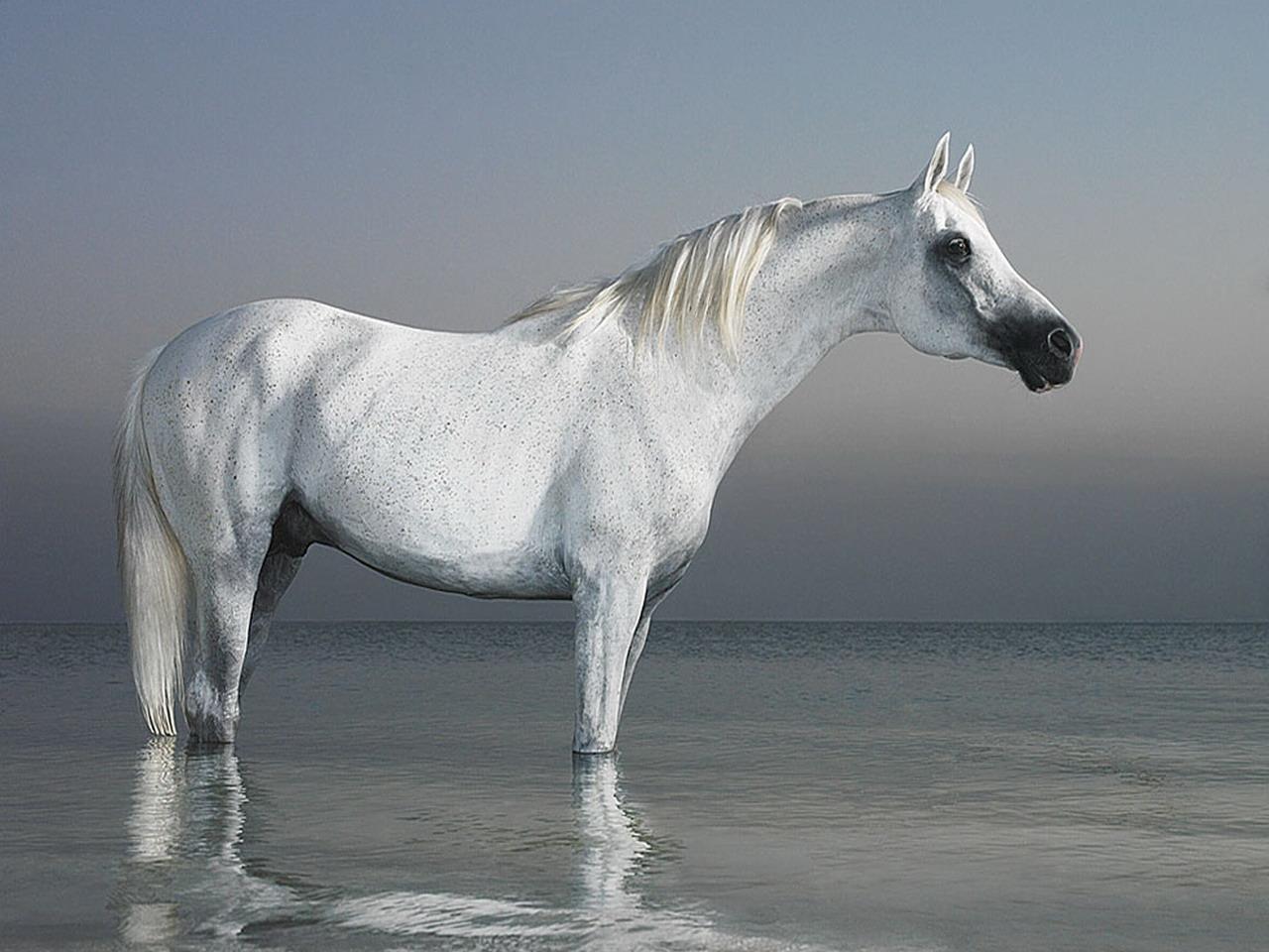 обои Конь в воде фото