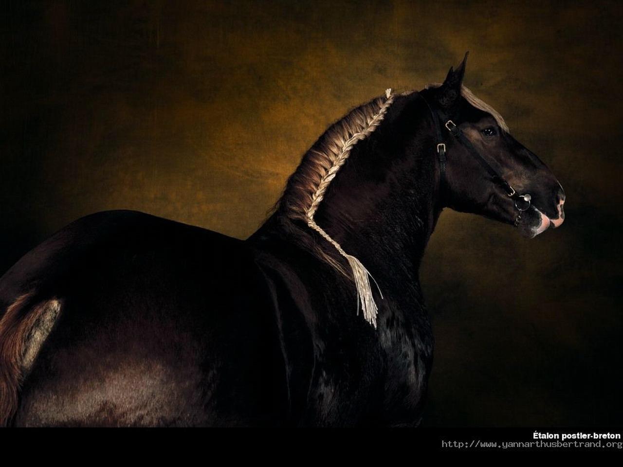 обои Бретонский конь фото