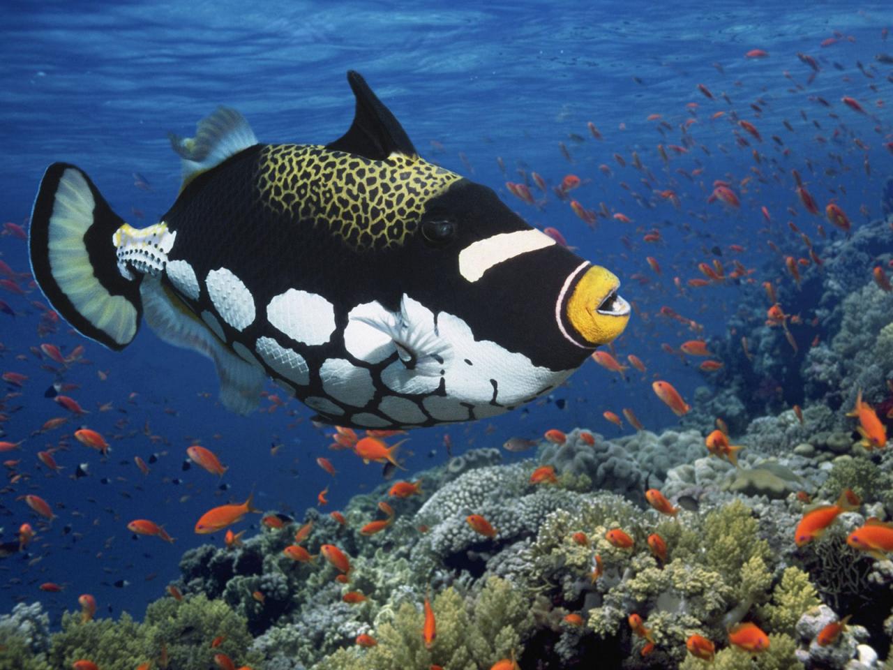 обои Clown Triggerfish фото