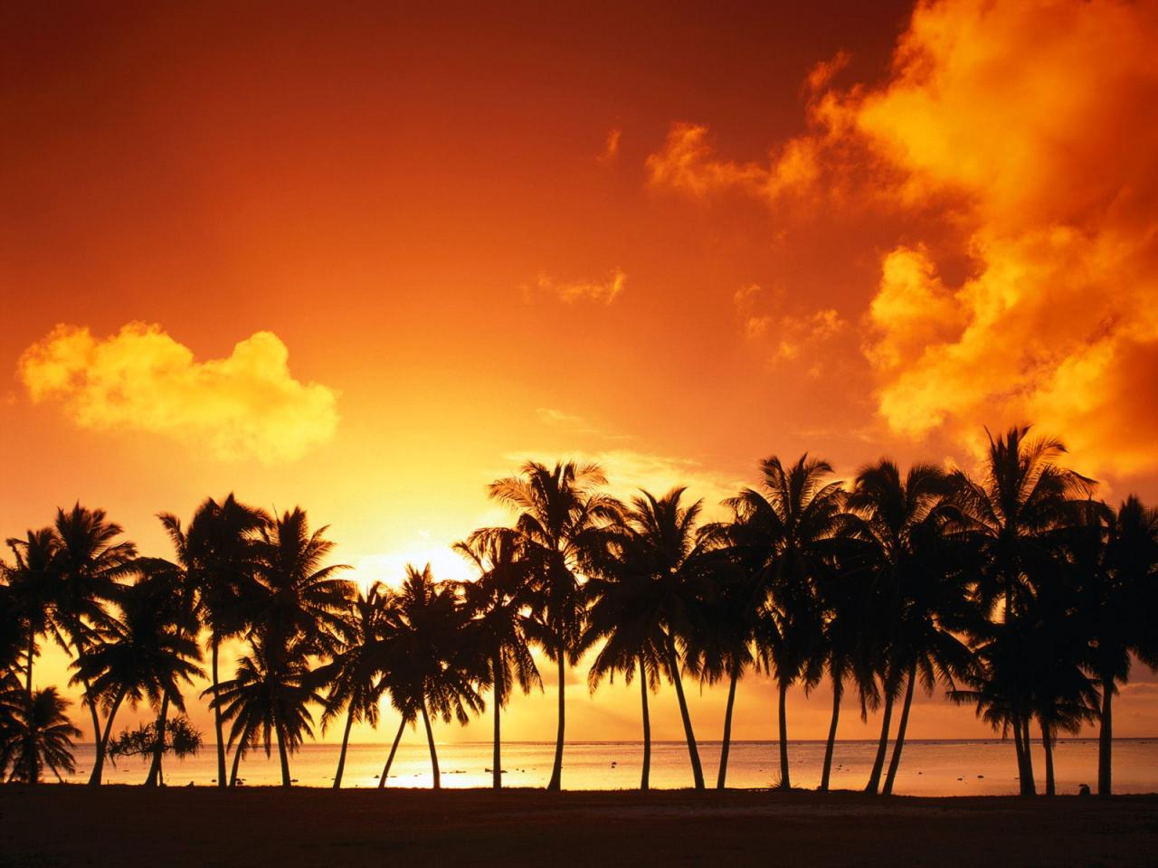 обои Красивый закат сквозь пальмы фото