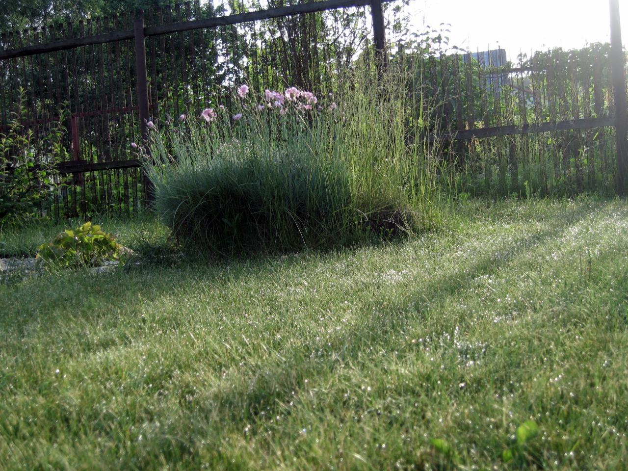 обои Утренняя роса на траве фото