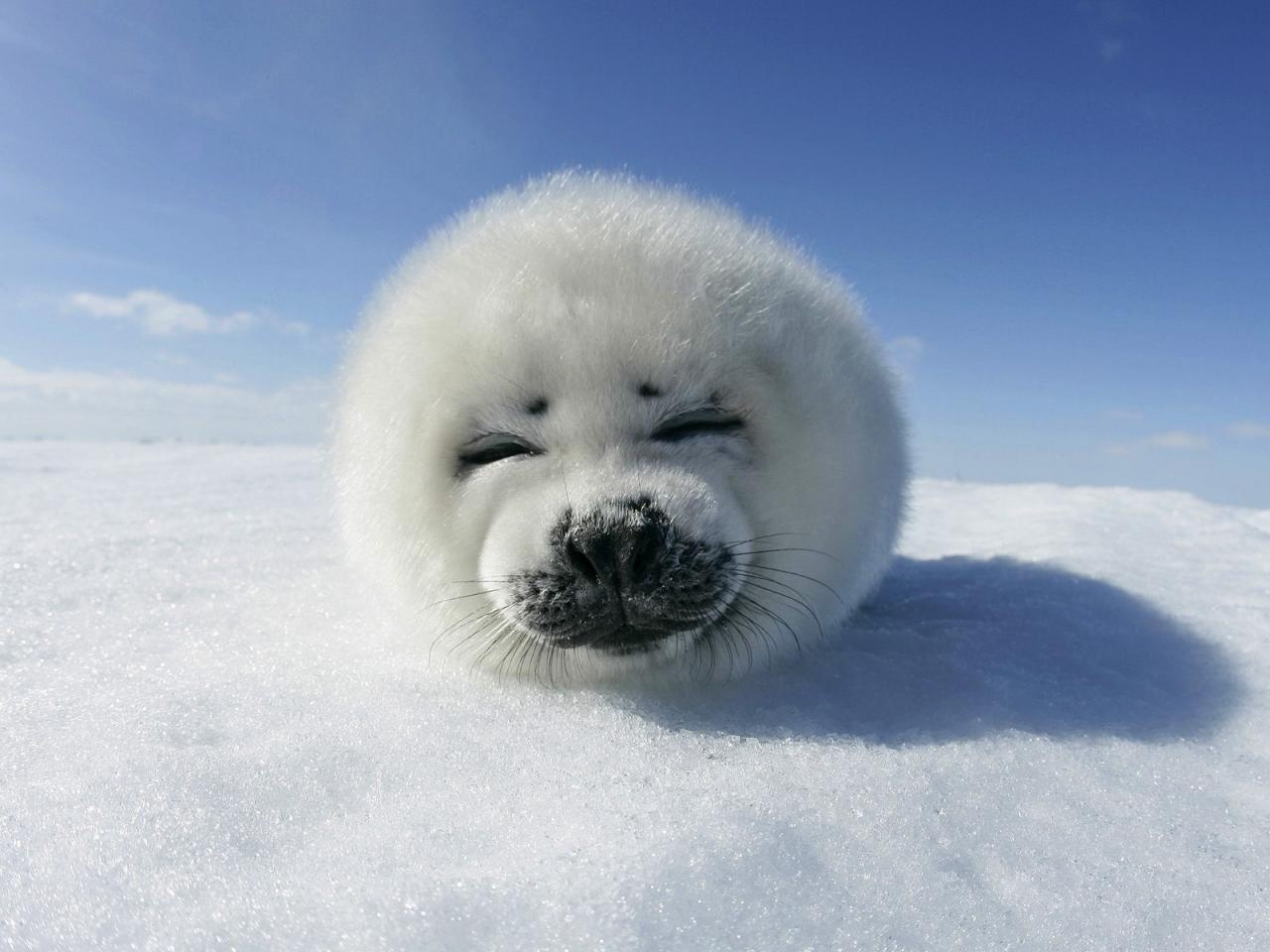 обои Harp Seal Pup, Greenland фото