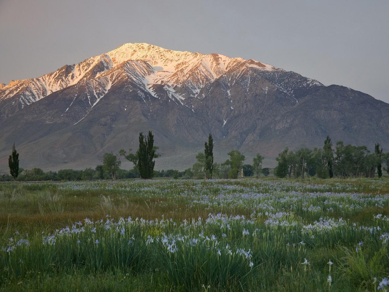 обои Wild Iris Meadow, Mount Tom, California фото