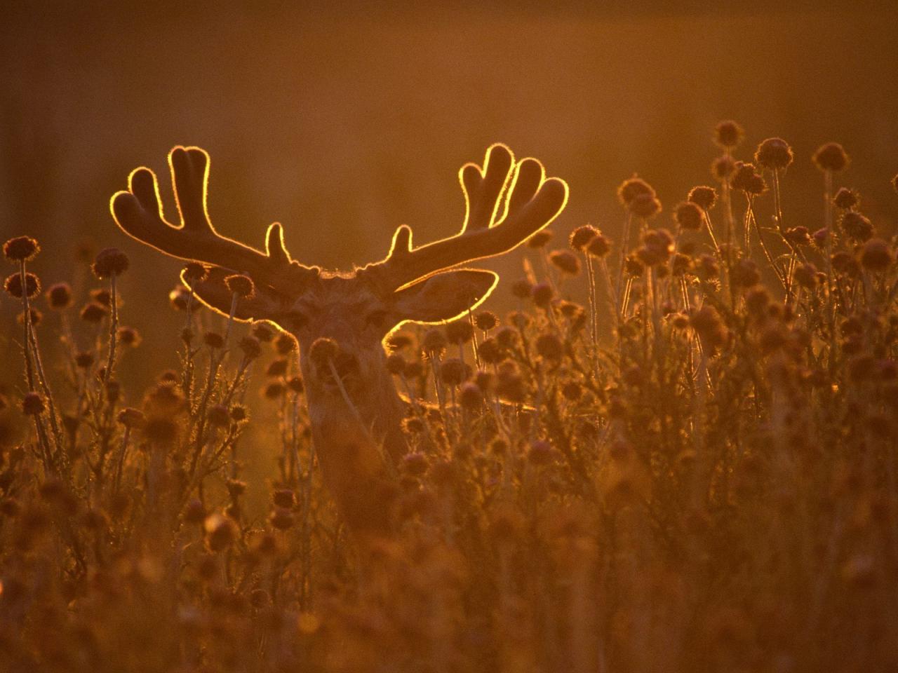 обои Backlit Mule Deer Buck in Velvet фото