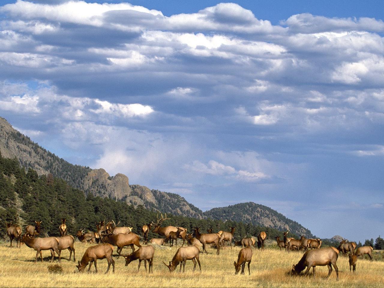 обои Elk Herd, Colorado фото