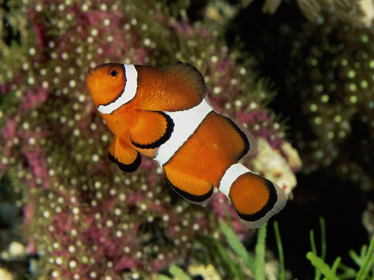 обои Percula Clownfish фото