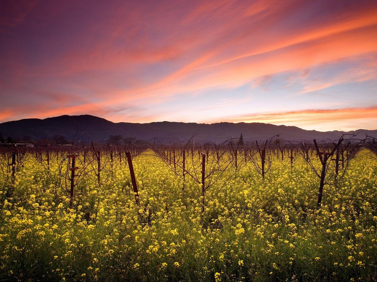 обои Sunset and Wild Mustard, Napa Valley Vineyards фото