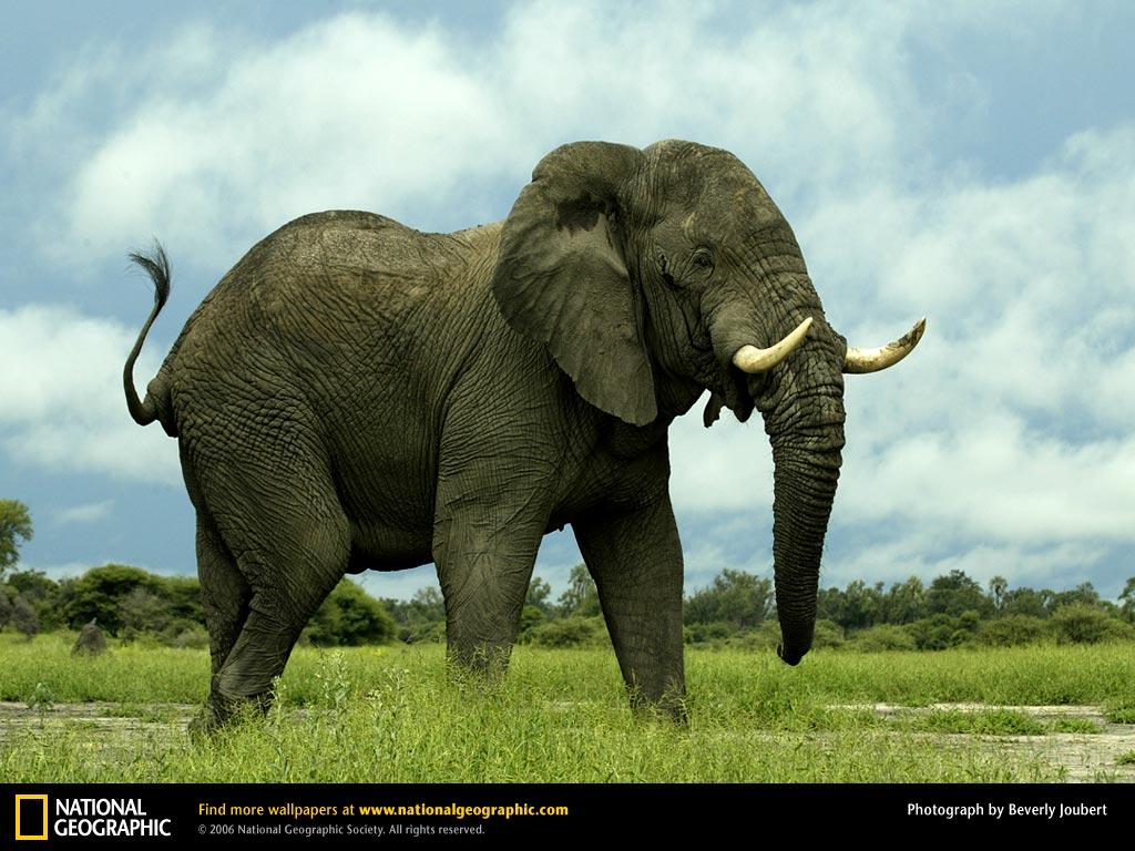 обои African elephant фото