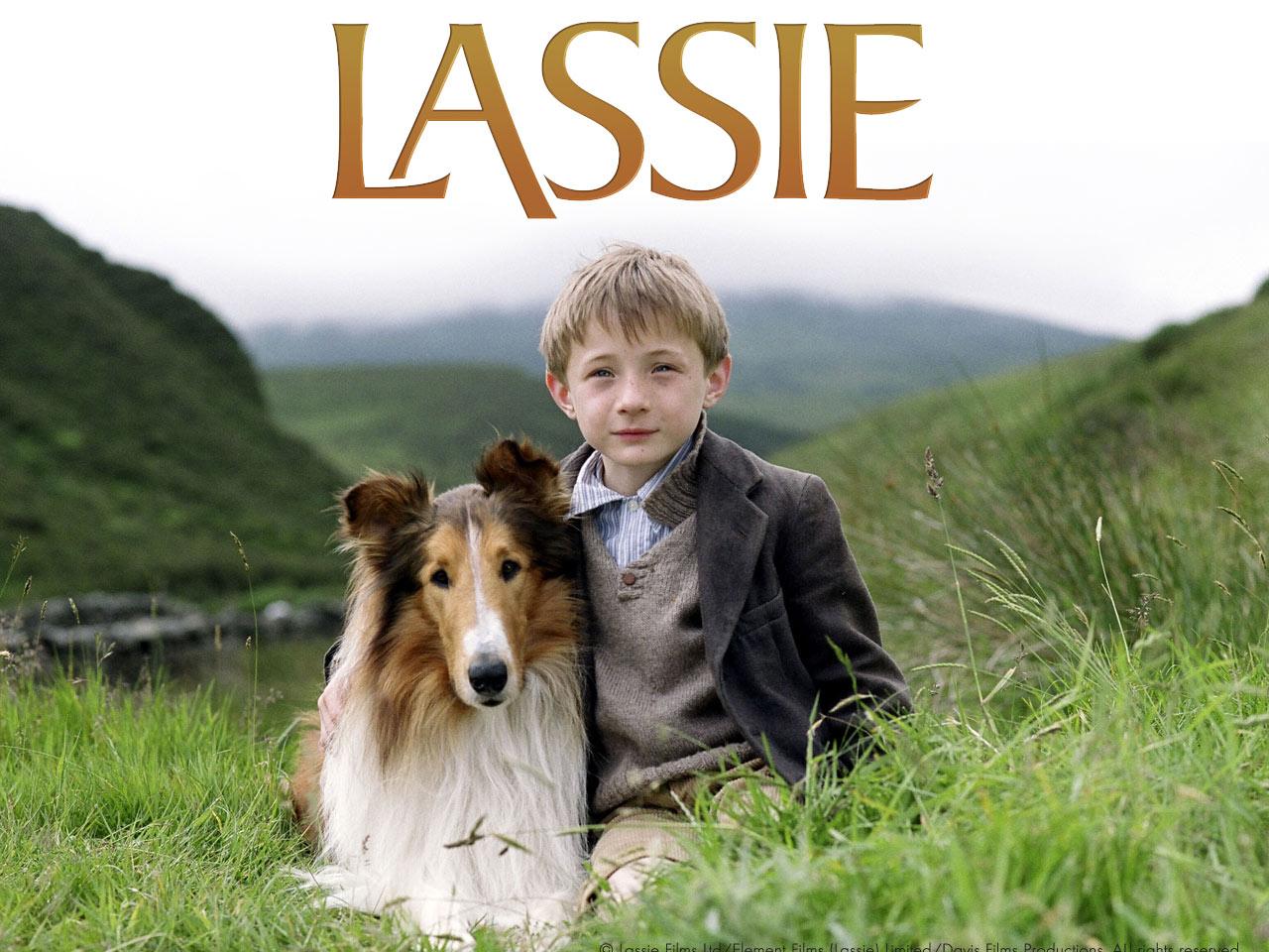 обои Lassie фото