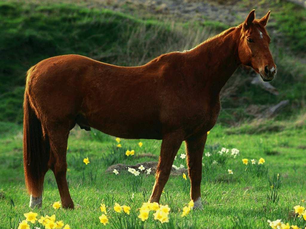 обои Horse at the meadow фото