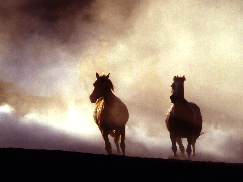 обои Horses at sunrise фото