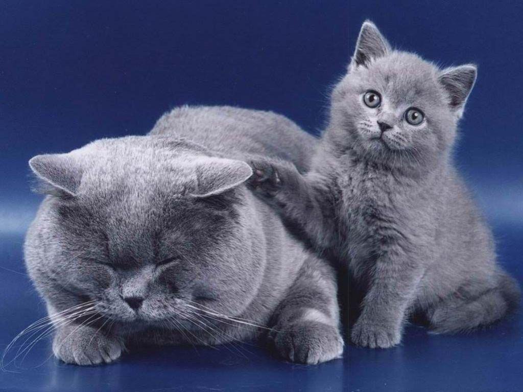 обои Кошка и котенок фото