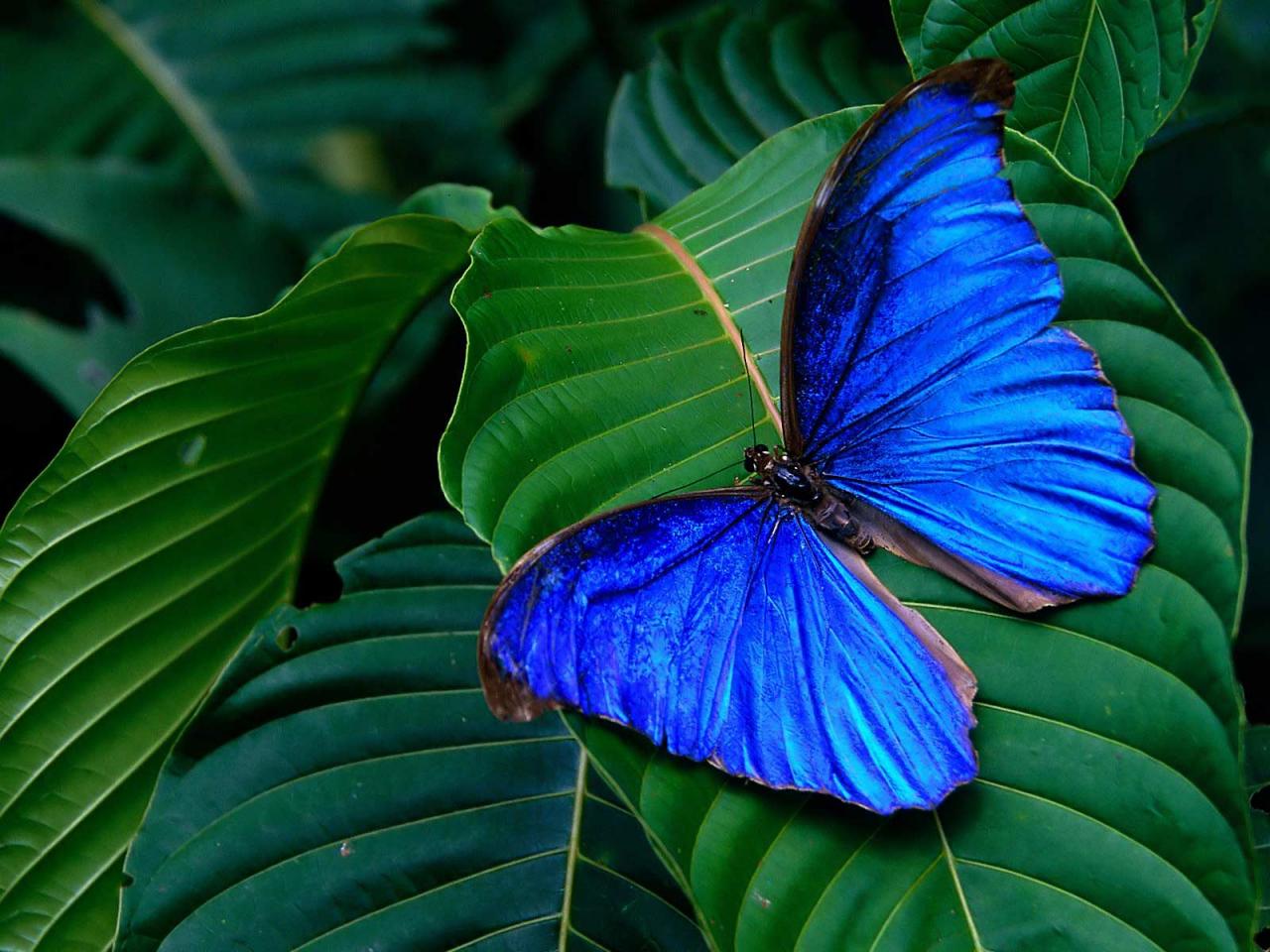 обои Тропическая бабочка фото
