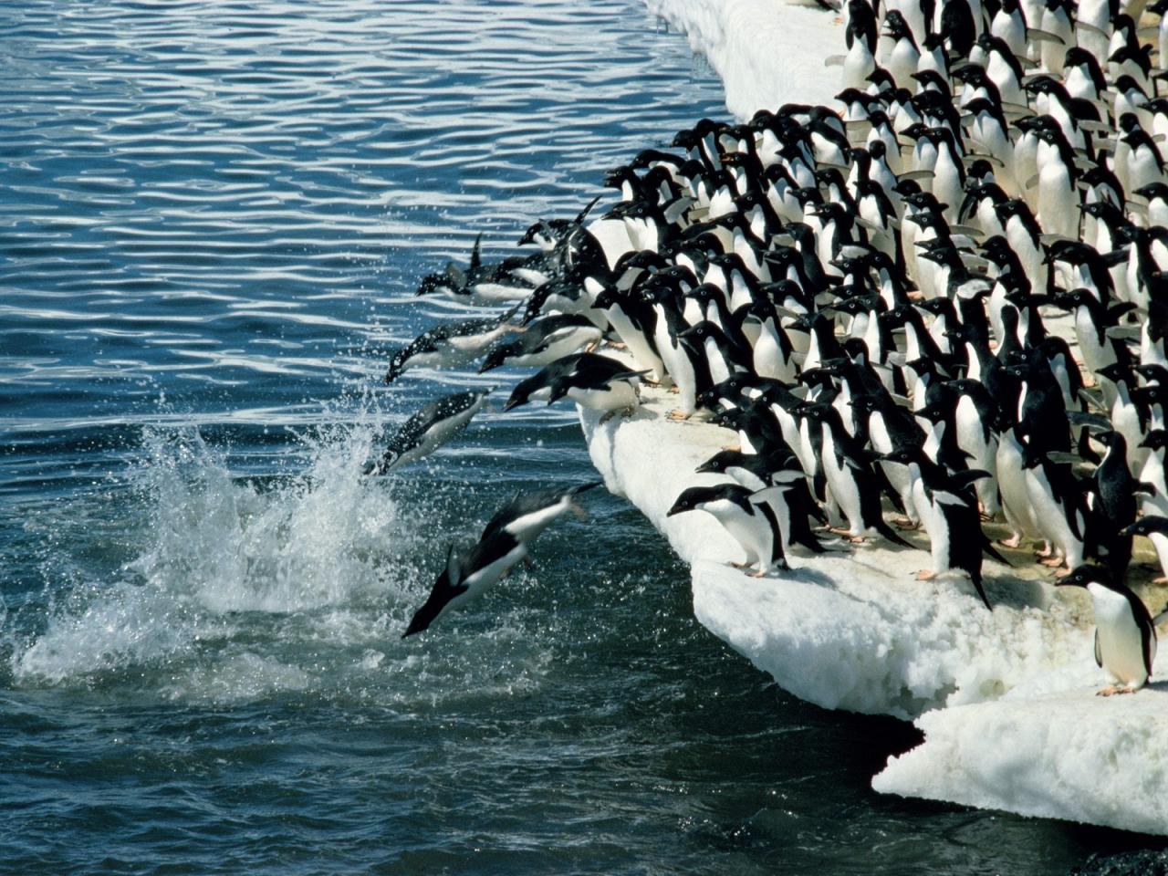 обои Penguins фото