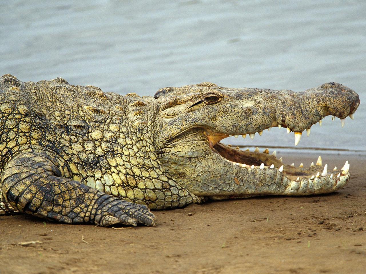 обои Нильский крокодил фото