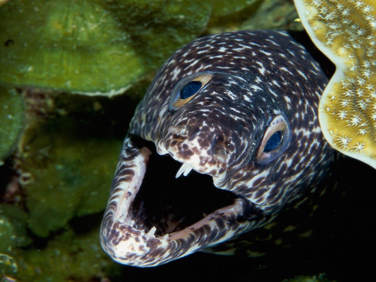 обои Spotted Moray Eel фото