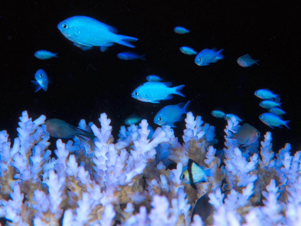 обои Blue Damselfish фото