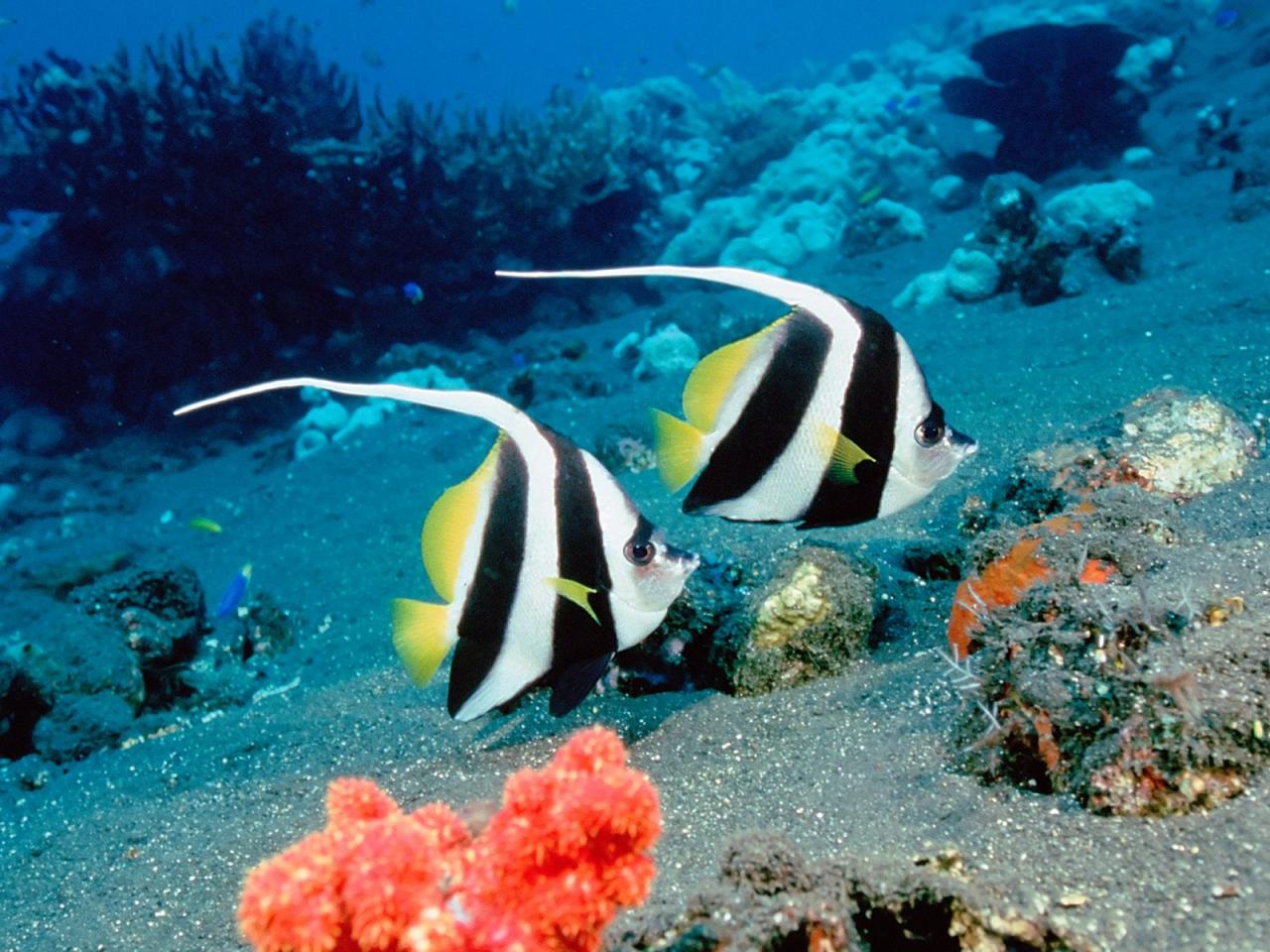 обои Long-Fin Bannerfish фото