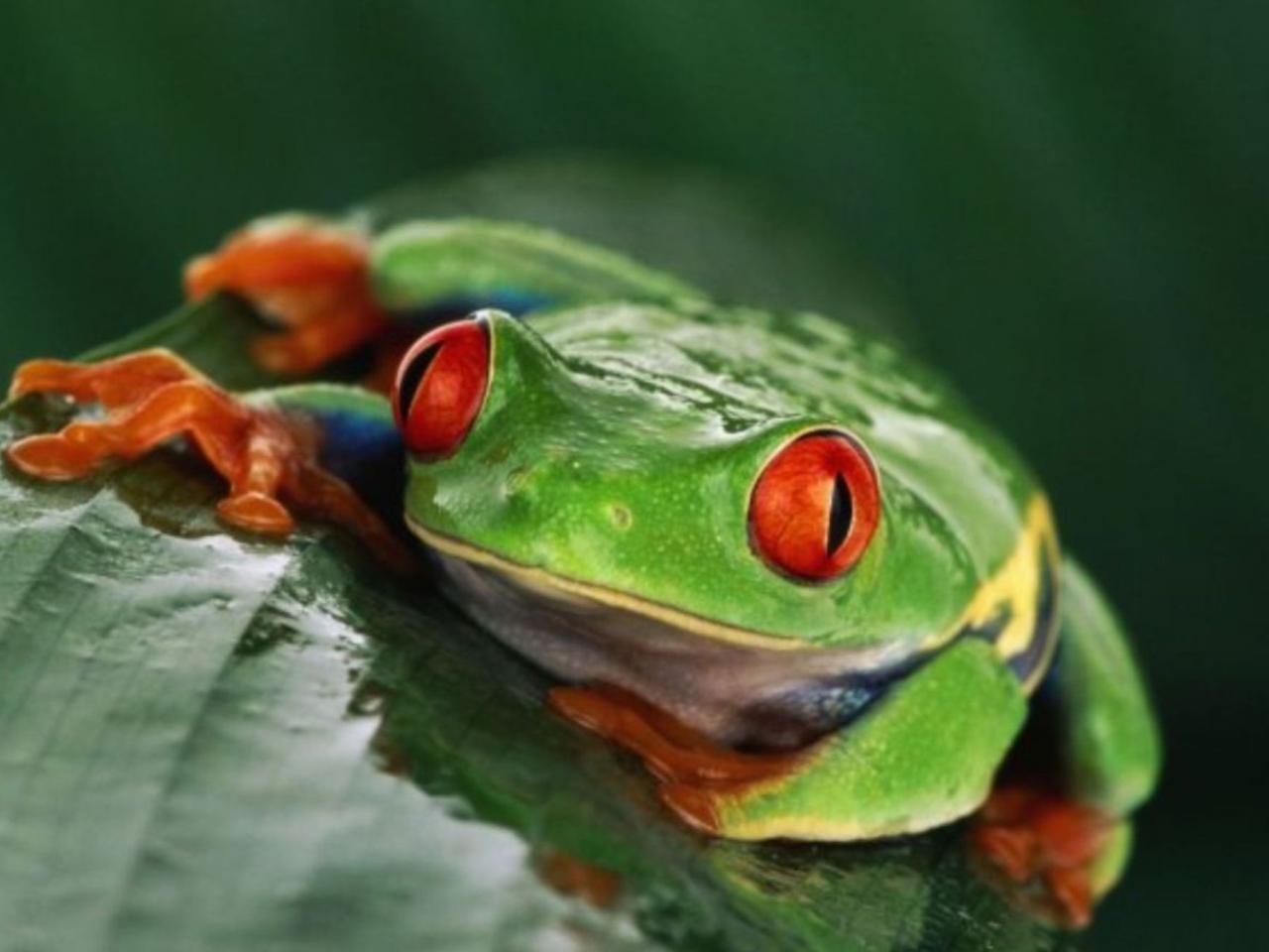 обои Зелёная лягушка с красными глазками и красными лапками фото