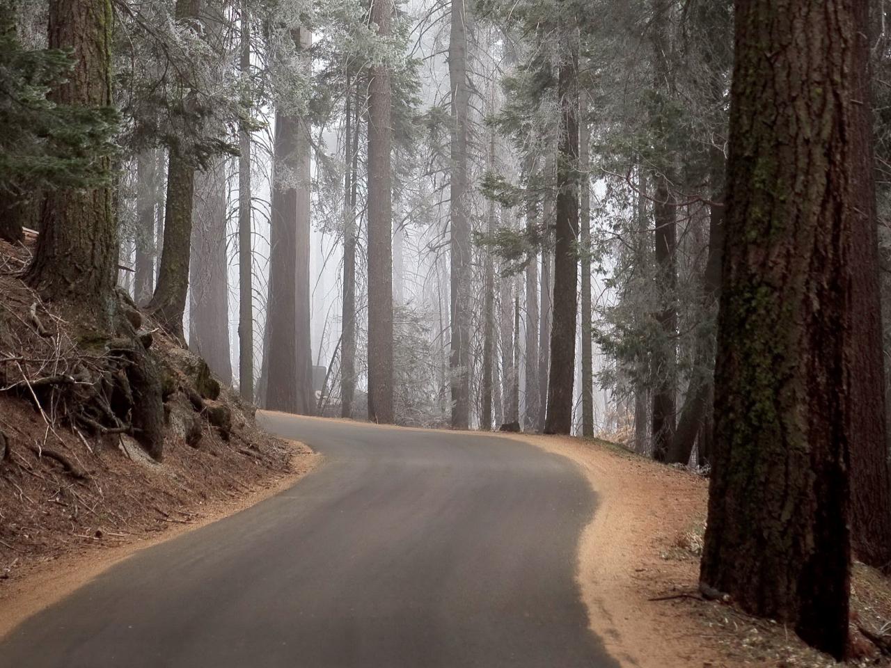 обои Извилистaя дорога через сосновый лес фото
