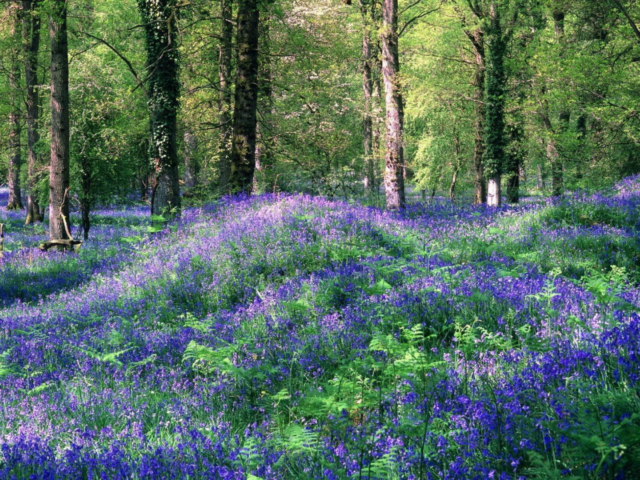 обои Голубые цветы в лесу фото