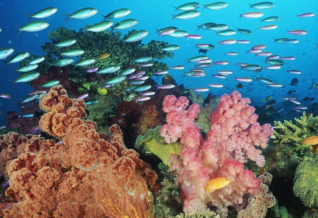 обои Рыбки и разноцветные кораллы фото