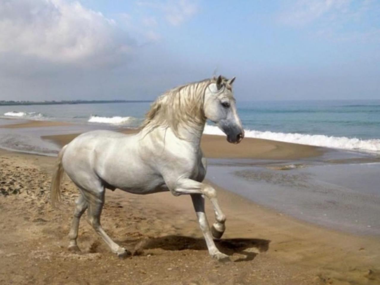 обои Серый конь и море фото