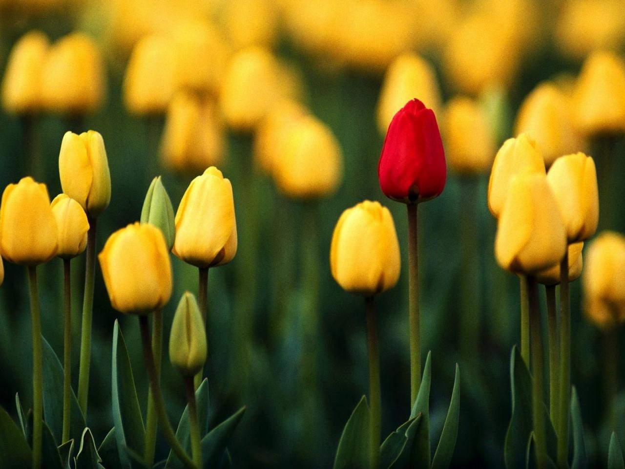 обои Бутоны тюльпанов желтых и красного одного фото